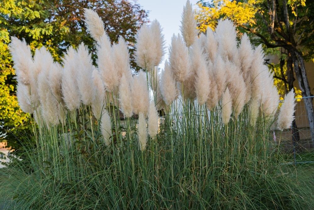 UZGAJANJE PAMPAS TRAVE 