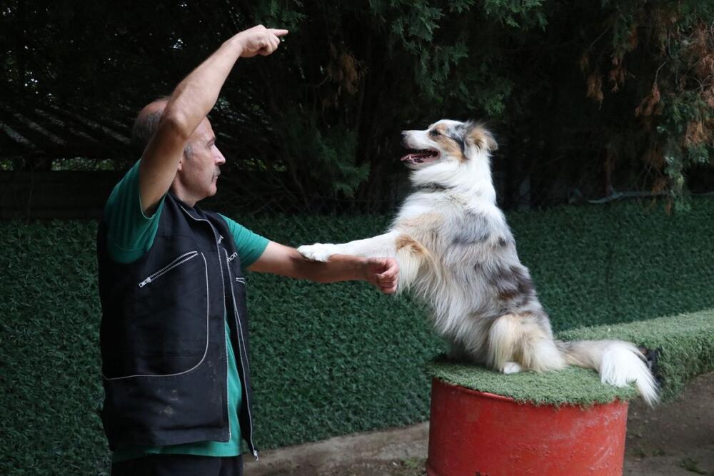 Border koli važi za najinteligentnijeg