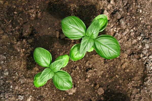 Uništiće jedna drugu: 8 biljaka koje nikada ne bi trebalo da uzgajate pored BOSILJKA