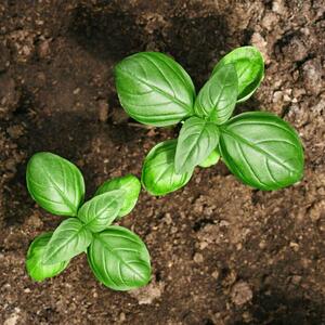 Uništiće jedna drugu: 8 biljaka koje nikada ne bi trebalo da uzgajate pored BOSILJKA