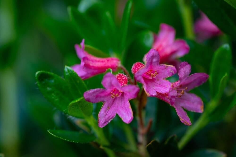 Ružičasti cvetovi rododendrona alpska ruža