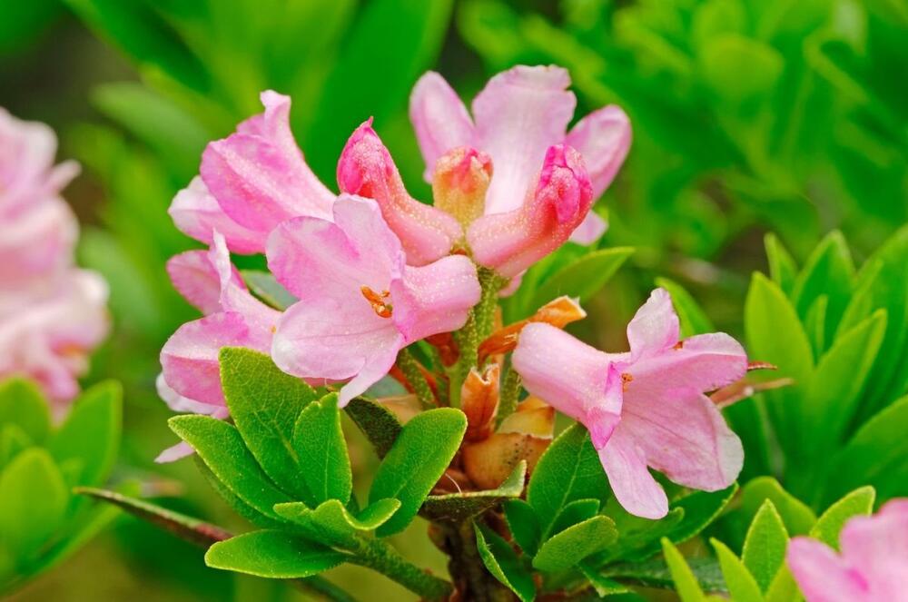 Svetloroze cvetovi rododendrona alpska ruža