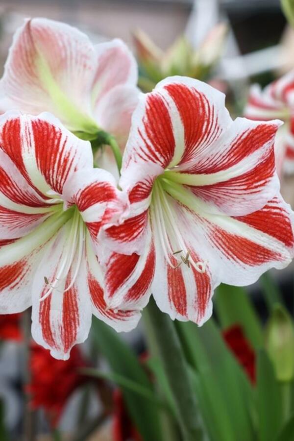 Kako "naterati" AMARILIS da cveta dva puta za sezonu? Ako kad precveta ovo uradite biće cvet na cvetu i dogodine