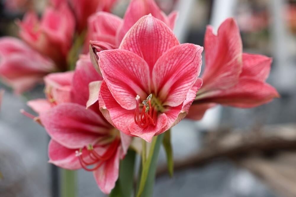 Amarilis (lat. Amaryllis sp.), poznat i kao kameni cvet i sunovrat, zapravo je rod lukovičastih cvetnica  poreklom iz Srednje i Južne Amerike. 