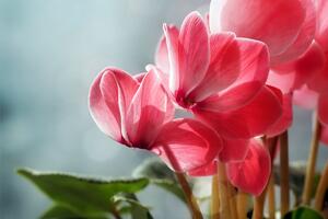 Greška zbog koje vam ciklama ne cveta: Ako ima lišće i deluje zdravo, a ne daje cvetove, što pre uradite ovo