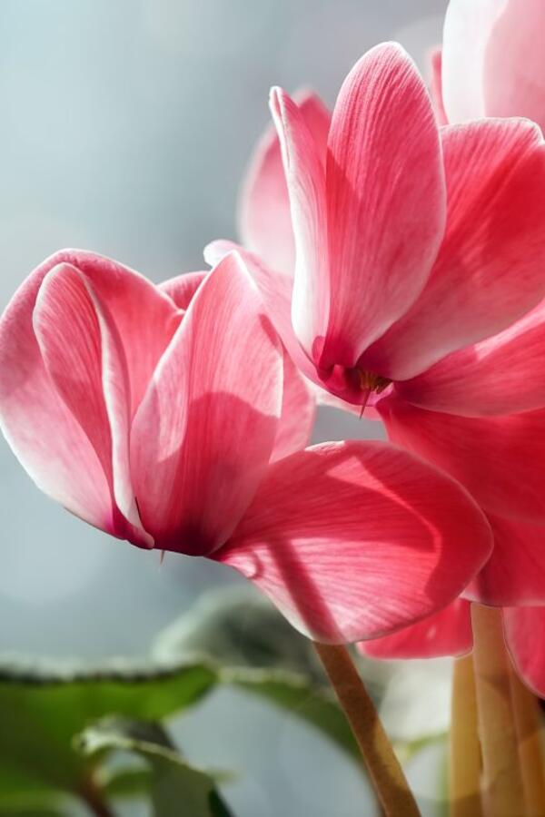 Greška zbog koje vam ciklama ne cveta: Ako ima lišće i deluje zdravo, a ne daje cvetove, što pre uradite ovo