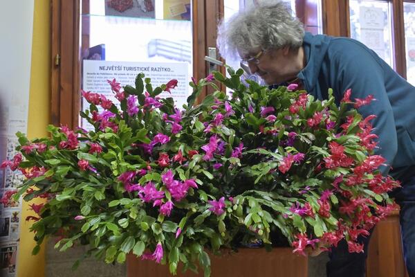 Kako orezati božićni kaktus da dogodine bude još bujniji? Saveti zbog kojih će za Sv. Nikolu svi gledati samo u njega