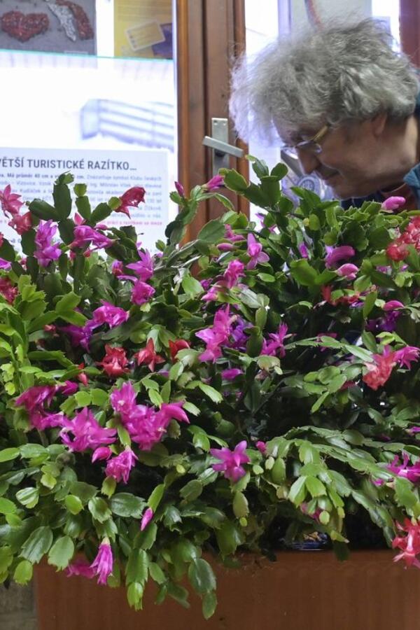 Kako orezati božićni kaktus da dogodine bude još bujniji? Saveti zbog kojih će za Sv. Nikolu svi gledati samo u njega