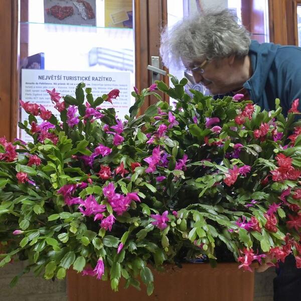 Kako orezati božićni kaktus da dogodine bude još bujniji? Saveti zbog kojih će za Sv. Nikolu svi gledati samo u njega