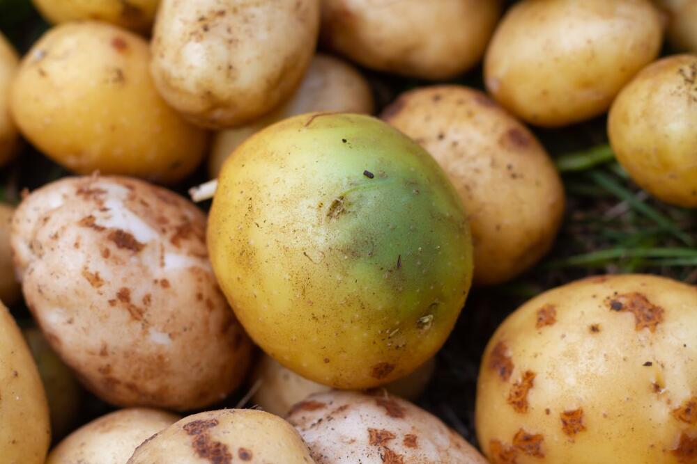 Pozeleo krompir ukazuje na naslage solanina u povrću