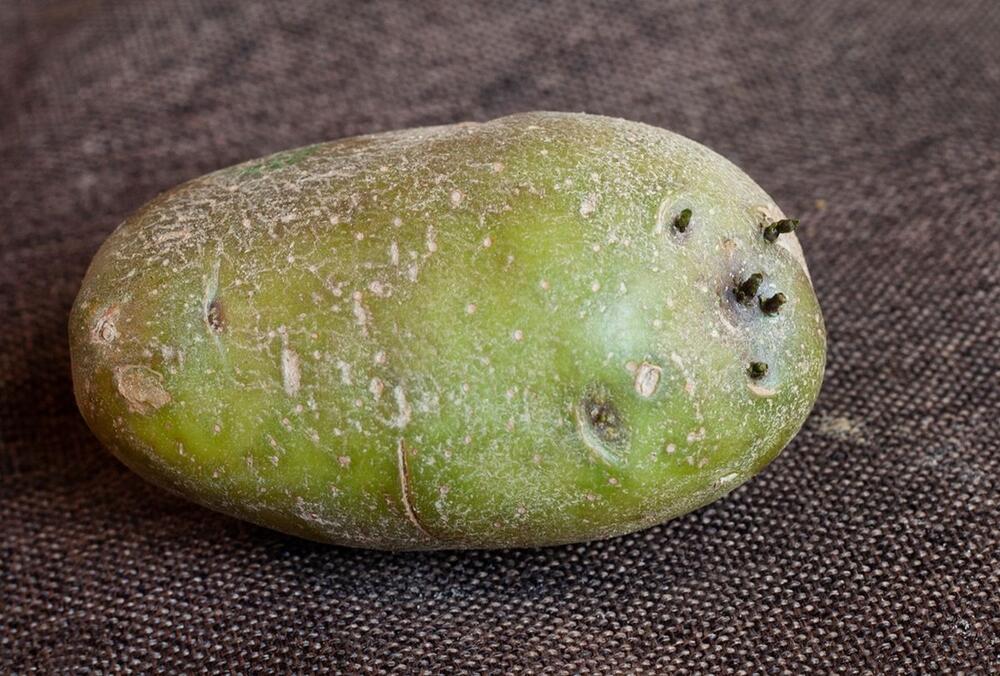 Zelen krompir, takođe, predstavlja znak velikih količina opasnog toksina solanina