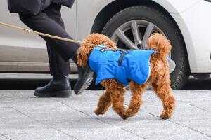 Da li psi zaista treba da nose jakne i skafandere zimi? Mnogi misle da je to puko pomodarstvo, a evo šta kažu veterinari