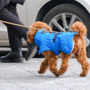 Da li psi zaista treba da nose jakne i skafandere zimi? Mnogi misle da je to puko pomodarstvo, a evo šta kažu veterinari