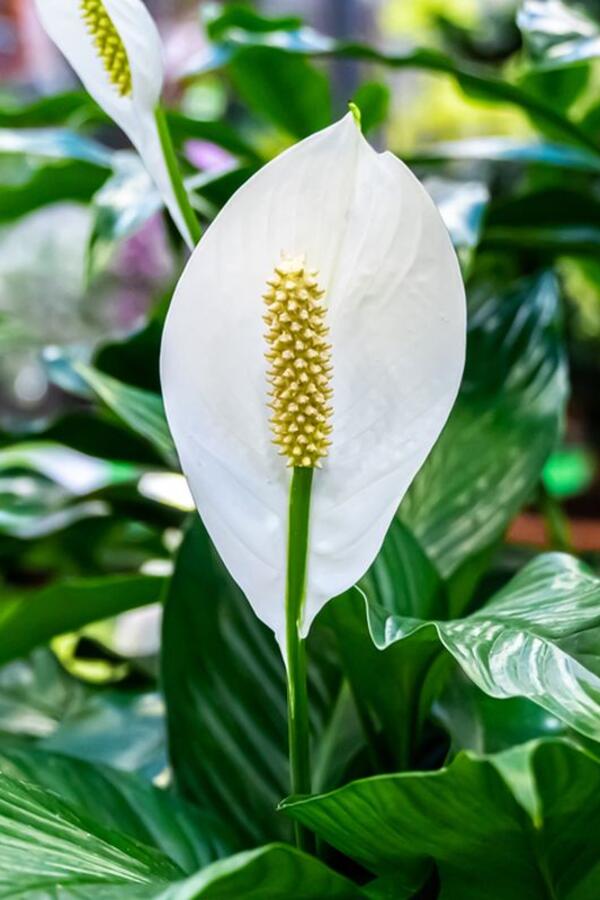 Ako stoji na pravom mestu, privlači novac i "tera zle sile": Najelegantnija kućna biljka održava se lako, a pruža mnogo