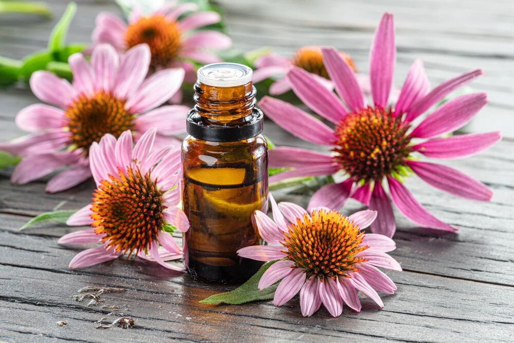 Ekstrakt ehinacee