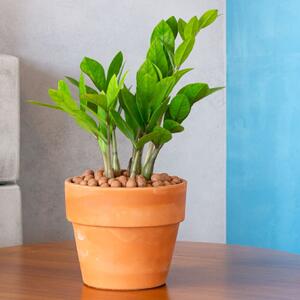 Greška zbog koje vam zamija ne uspeva! Ova nezahtevna biljka je laka za održavanje, ali samo pod jednim uslovom