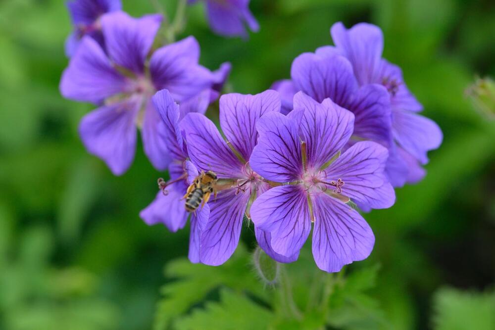 Ljupki plavoljubičasti geranijum u bašti