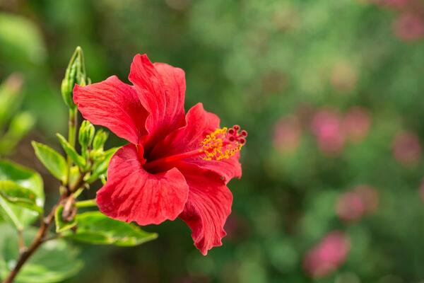 Buja na direktnom suncu i cveta do jesenjih mrazeva: Hibiskus se gaji jednostavno, a daje veličanstvene cvetove