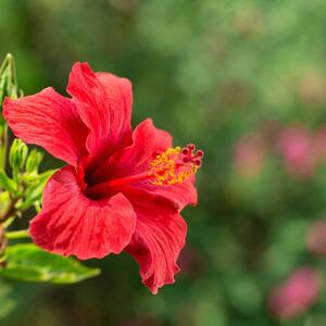 Buja na direktnom suncu i cveta do jesenjih mrazeva: Hibiskus se gaji jednostavno, a daje veličanstvene cvetove