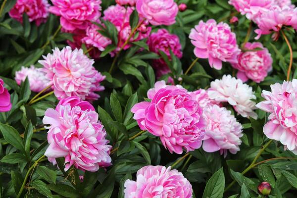 Kad posaditi božur i kako ga "naterati" da cveta celog leta? Ovako ih negujte, biće cvet na cvetu, mirisaće cela ulica