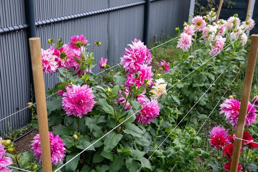 DALIJA NE TRAŽI NIKAKVU NEGU A IMA PRELEPE BUJNE CVETOVE 