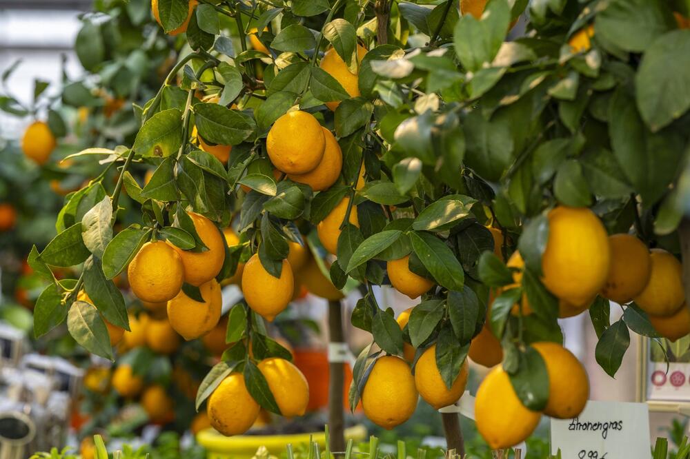 Evo kako da zasadite svoje omiljeno voće ovog proleća