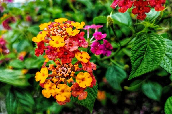 Lantana je cvet neophodan svakoj bašti i terasi! Voli sunce, otporna je na sušu, a uz ova 3 trika će cvetati još bujnije