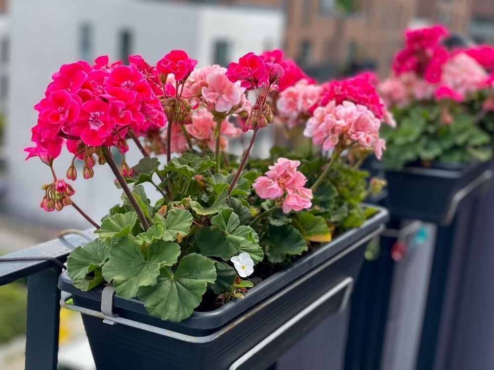 Muškatle crvene i roze boje, na terasi