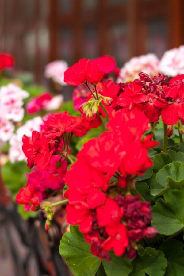 Gde je najbolje mesto za muškatle &ndash; sunce, polusenka ili hlad? Pogrešan izbor može smanjiti cvetanje i oslabiti biljku