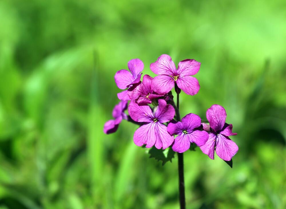 Cvet poštenja (lat. Lunaria annua) ima mnogo imena u svetu