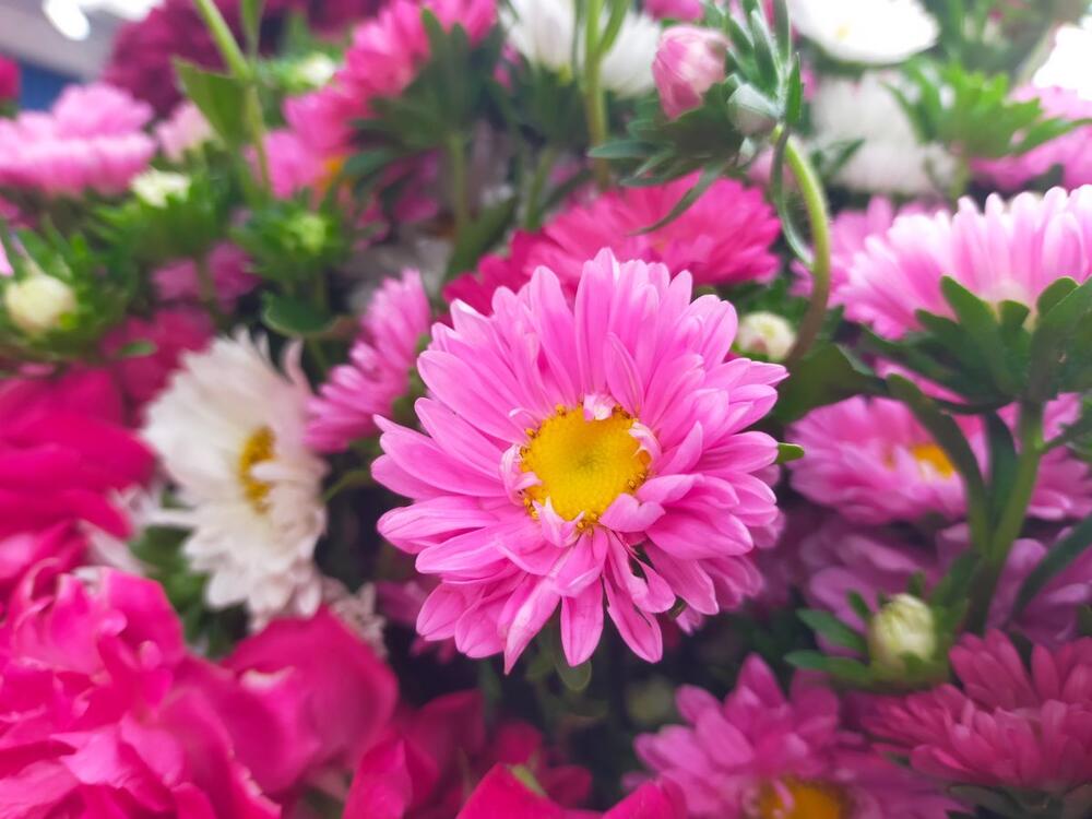 Bogata i prelepa lepa kata