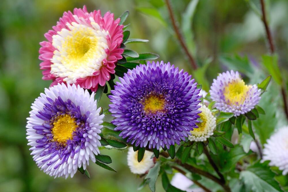 Lepa kata (lat. Callistephus chinensis)  ima mnogo varijanti