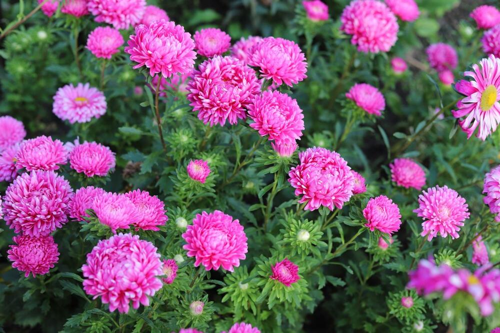 Roze lepe kate u dvorištu