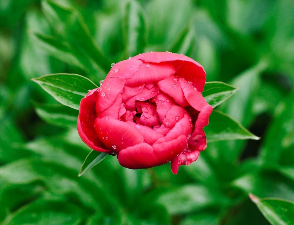 Božur ne zahteva mnogo nege, a mnogo daje.