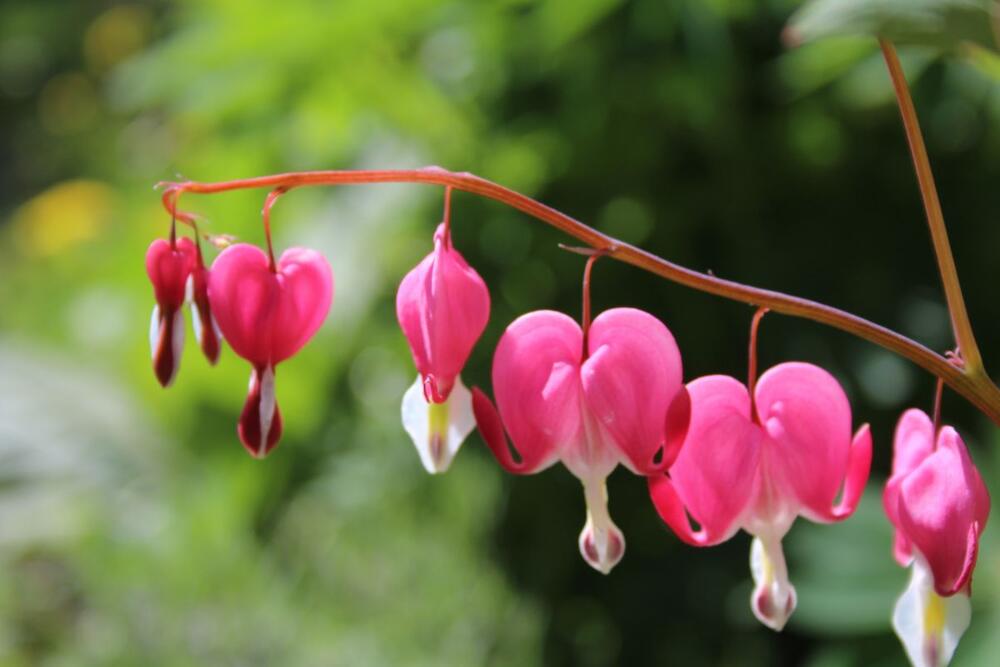 Kako se neguje biljka 'devojačko srce'?