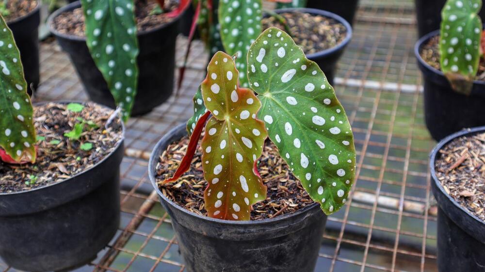 Prelepi listovi tačkaste begonije