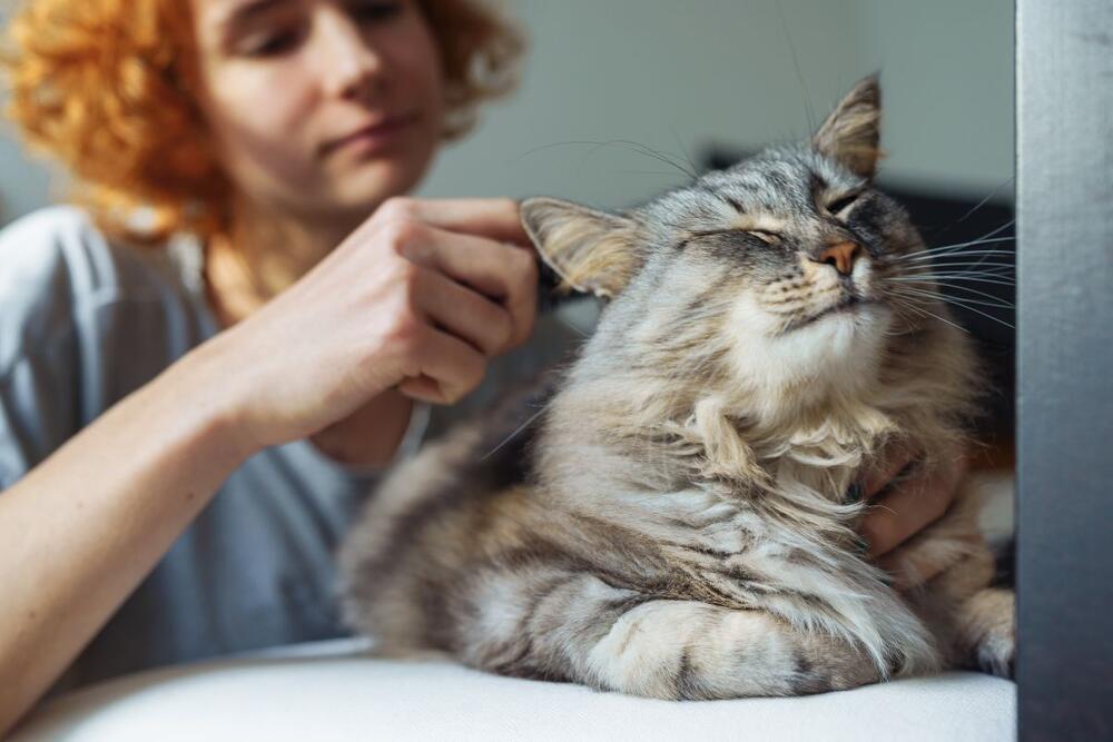 Zašto se mačke ne odazivaju kad ih zovete?