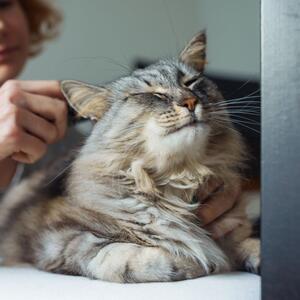 Zašto vas mačka ignoriše kad je zovete? Ne radi se o sluhu ili tome da vas ne voli, evo šta je posredi