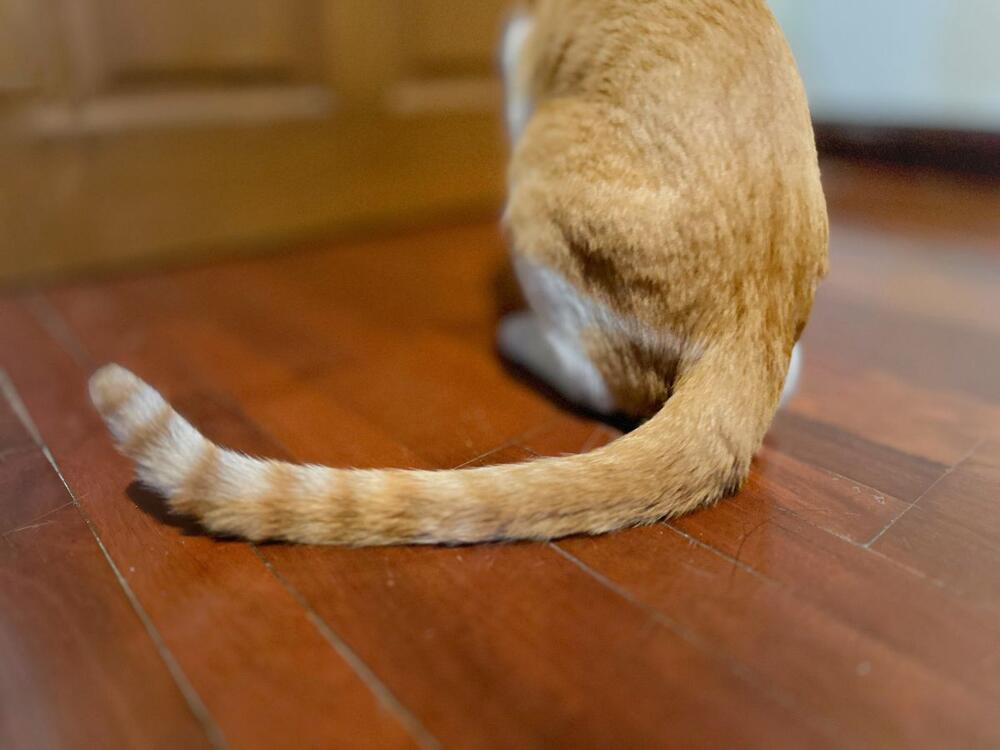 Mačke koriste rep u komunikaciji