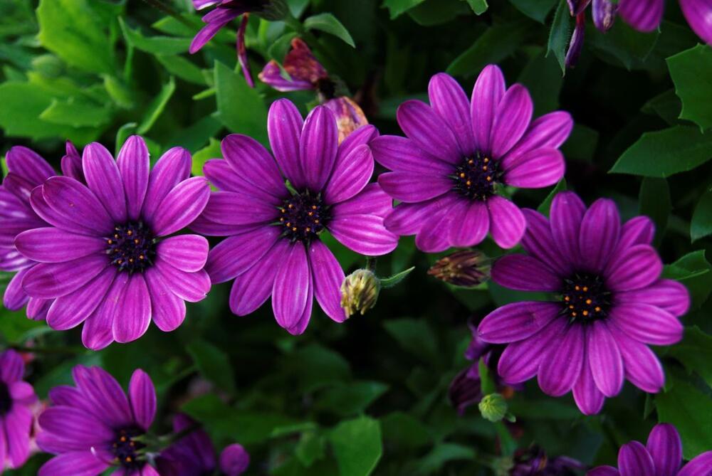 Ljubičaste afričke ljubičice