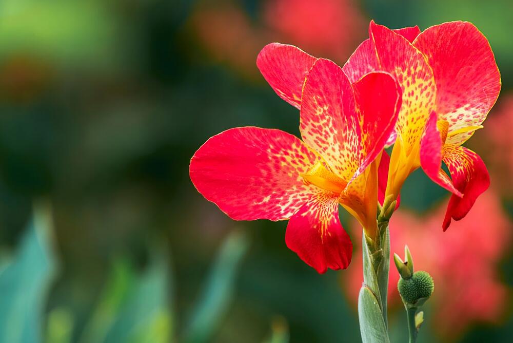Crvena kana (lat. Canna indica)