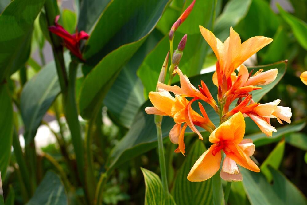 Žuti cvetovi biljke kana