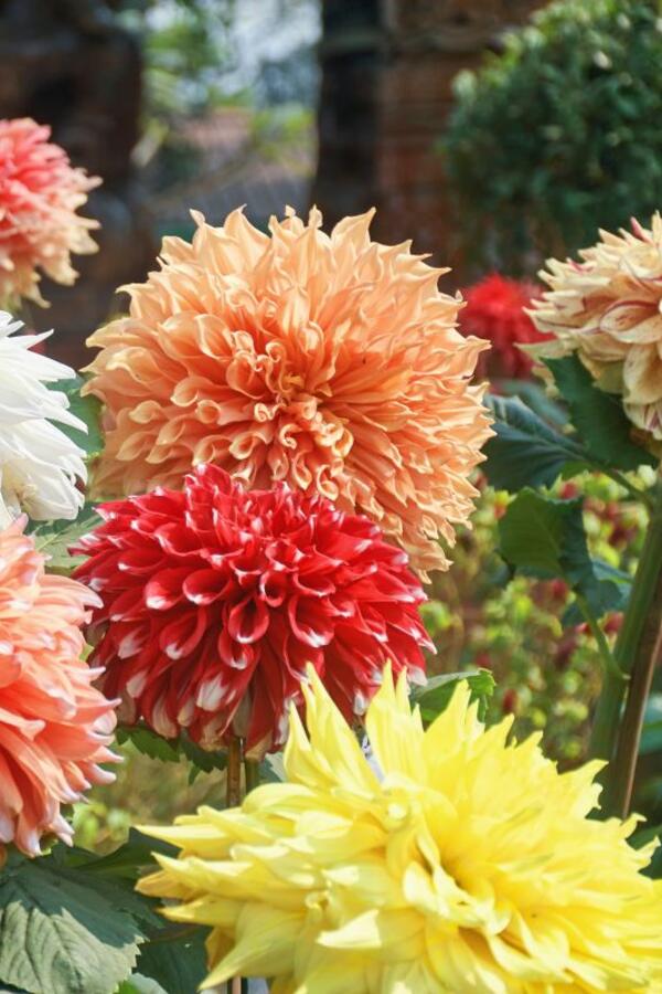 Carica je zavetovala baštovane da ih kriju od sveta: Veličanstven cvet koji svaku baštu ili balkon pretvara u rajski vrt