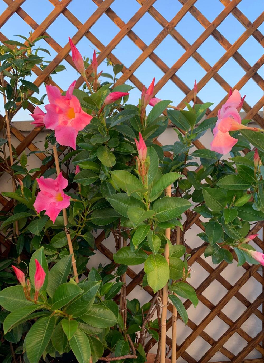 Dipladenija roze boje