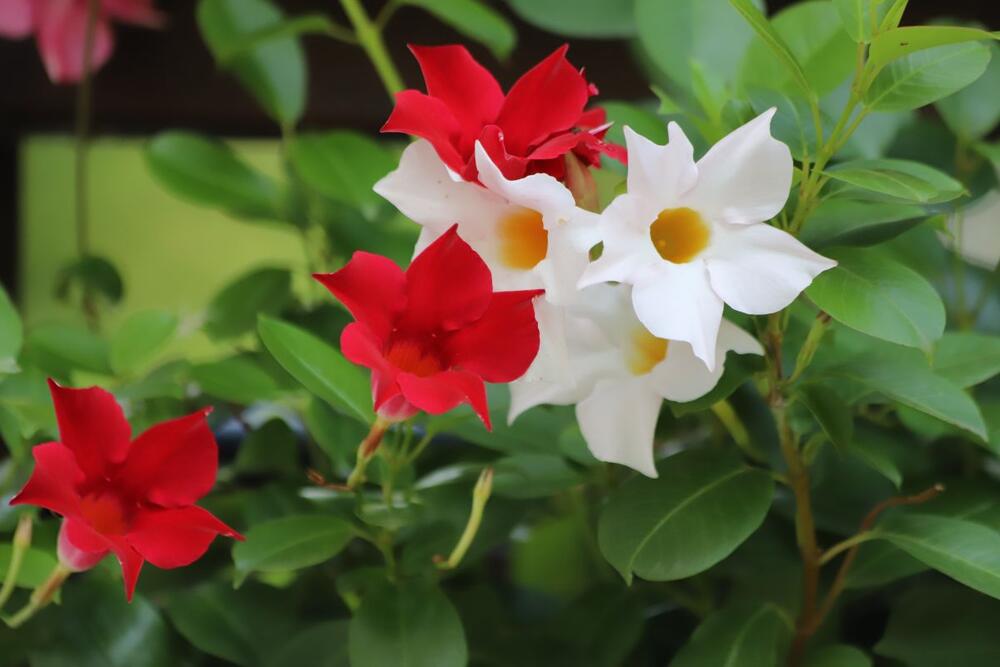 Dipladenija u crvenoj i beloj boji
