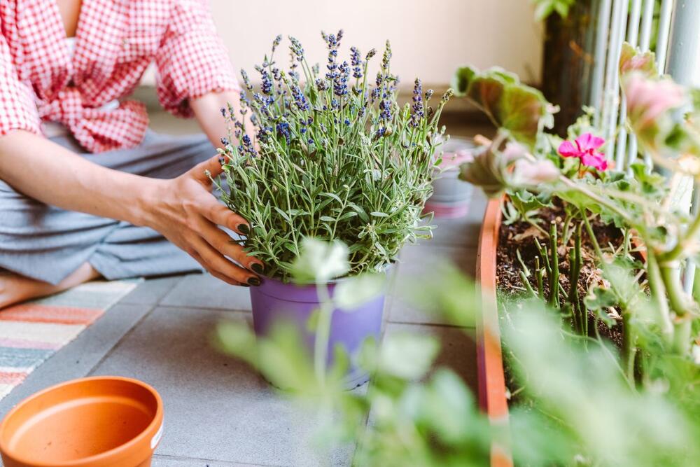 foto: Shutterstock/larisa Stefanjuk