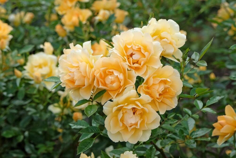 PRIRODNO ĐUBRIVO ZA RUŽE 