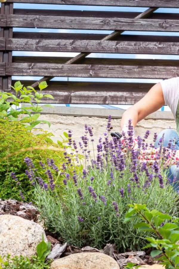 12 biljaka koje rastu iz kamena: Otporne su na sušu, podjednako vole i sunce i hladovinu, jednom ih posadite i mirni ste