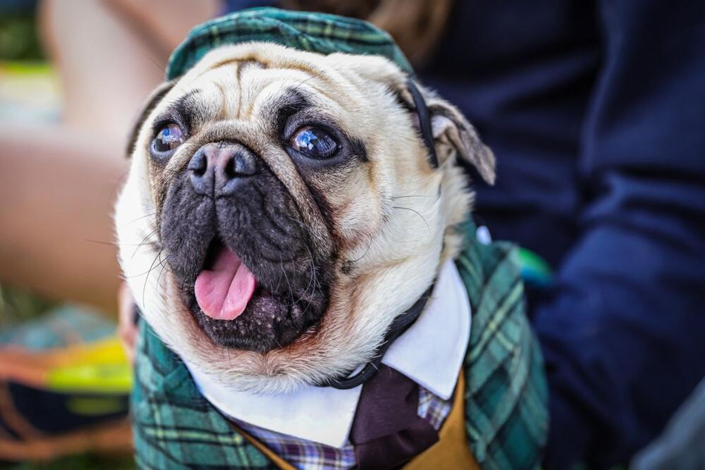 Mops je jedna od rasa kojima vrućine baš ne prijaju