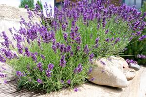 Ni najteži uslovi im ne mogu ništa! Najotpornije biljke za baštu i terasu koje je skoro nemoguće ubiti